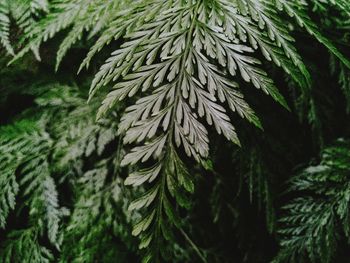 Full frame shot of fern plant 