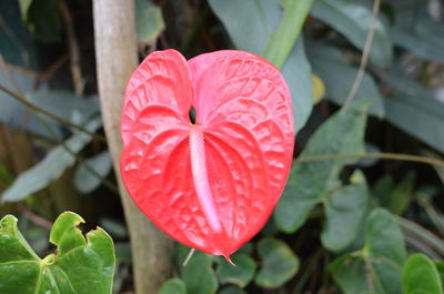 Close-up of red flower blooming outdoors