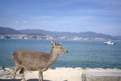 Deer standing by sea against sky