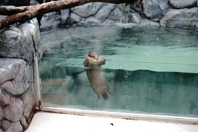 High angle view of otter sitting in water