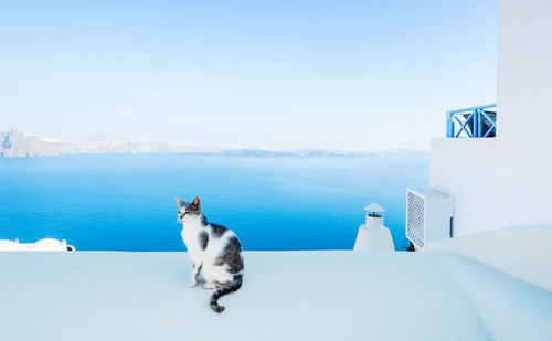 White horse in the sea against sky