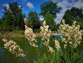 Scenic view of flowering plants by trees against sky