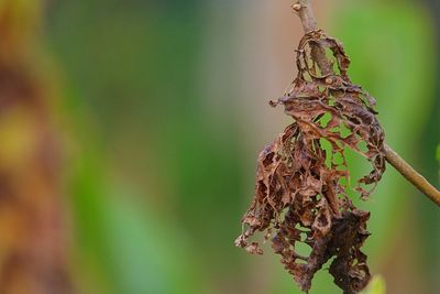 Close-up of caterpillar on tree