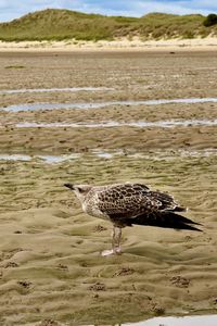 View of birds on sand