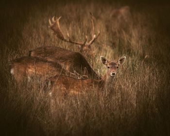 Portrait of deer in a field