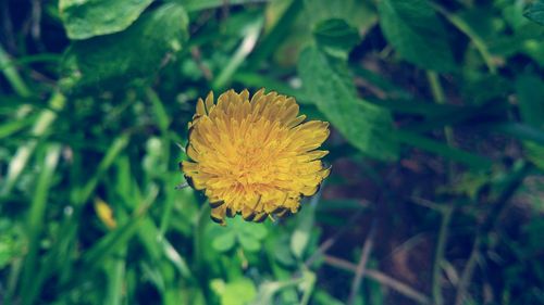 Close-up of yellow flower