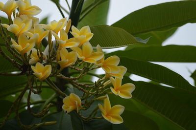 Close-up of yellow flowering plant