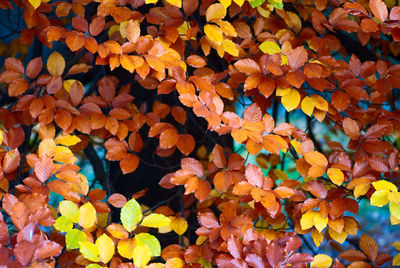 Full frame shot of autumnal leaves