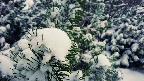 Close-up of snow covered pine tree