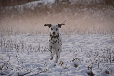 Portrait of dog on snow covered land