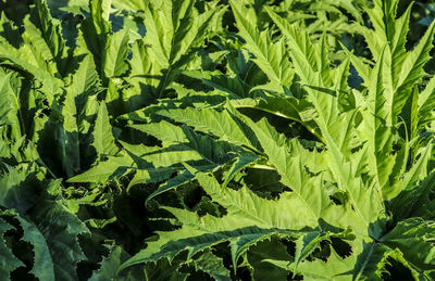 Full frame shot of fresh green leaves