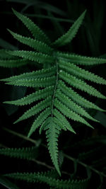 Close-up of fern leaves