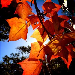 Low angle view of autumn leaves