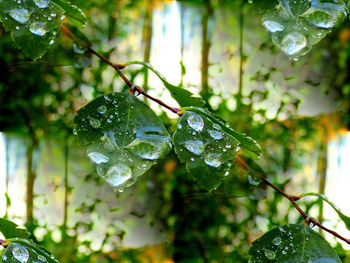 Close-up of wet tree branch