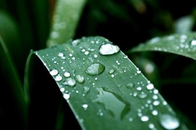 Close-up of raindrops on leaves