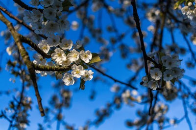 Low angle view of cherry blossom on tree
