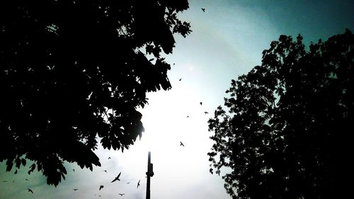 Low angle view of silhouette trees against sky