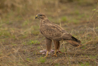 Bird perching on a field