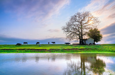 Scenic view of agricultural field against sky