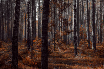 Pine trees in forest