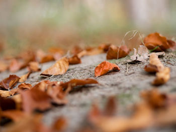 Close-up of dry maple leaves