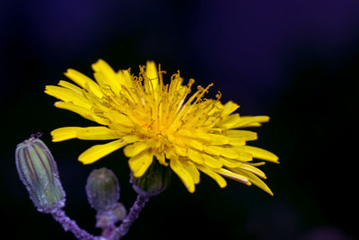 Close-up of yellow flowering plant