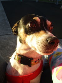 Close-up portrait of dog