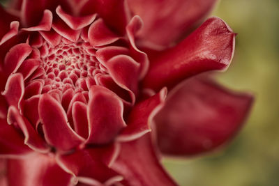 Close-up of red rose flower
