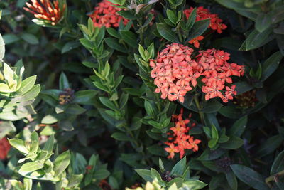 Close-up of red flowering plants