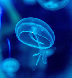 Close-up of jellyfish swimming in water