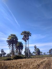 Trees on field against sky