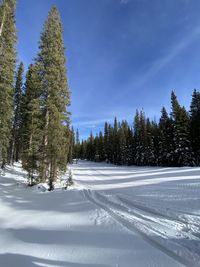 Snow covered pine trees in forest against sky