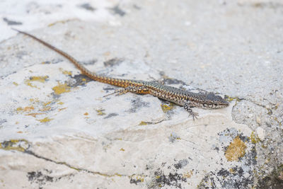 Close-up of lizard on rock