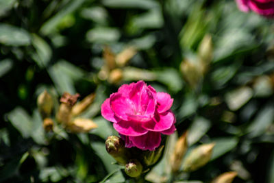 Close-up of pink rose