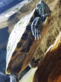 Close-up of fish swimming in sea