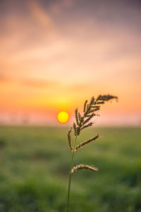 Plant growing on field during sunset