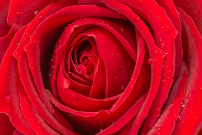 Macro shot of wet red rose