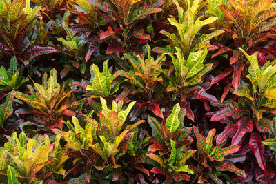 High angle view of plants growing on field