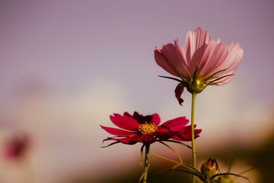 Close-up of pink cosmos flower