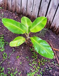 Close-up of plant