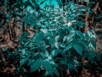 Close-up of fresh green plant in forest