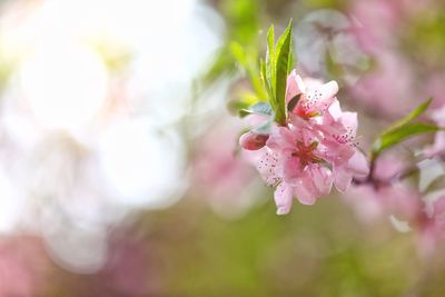 Close-up of pink cherry blossom on tree