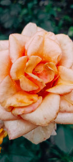 Close-up of rose flower