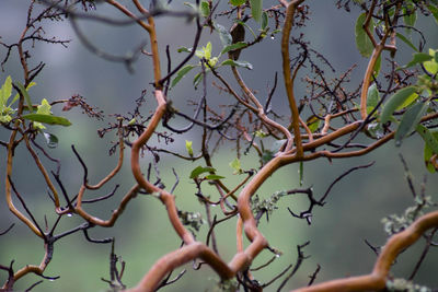 Low angle view of bare tree against sky