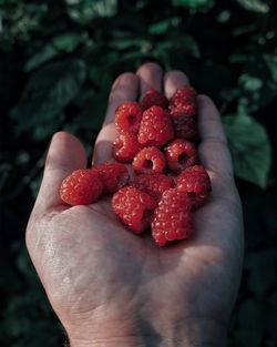Cropped hand holding raspberries against plants