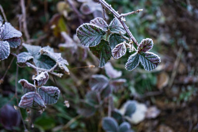 Close-up of frost on plant