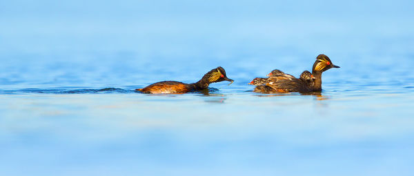 Close-up of duck swimming in lake against sky