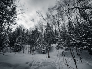 Trees on snow covered landscape