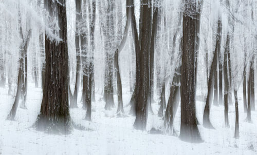 Panoramic shot of frozen trees in forest in rodnei mountains 