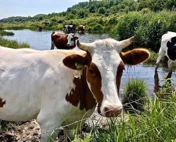 Cows in a field